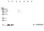 H3K4me3 Antibody in Western Blot (WB)