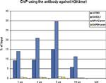H3K4me1 Antibody in ChIP Assay (ChIP)