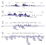 H3K4me1 Antibody in ChIP-Sequencing (ChIP-seq)