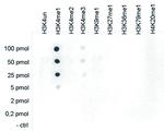 H3K4me1 Antibody in ELISA (ELISA)