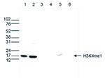 H3K4me1 Antibody in Western Blot (WB)