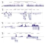 H3K79me2 Antibody in ChIP-Sequencing (ChIP-seq)