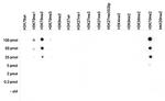 H3K79me2 Antibody in Dot Blot (DB)