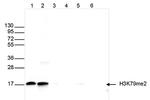 H3K79me2 Antibody in Western Blot (WB)