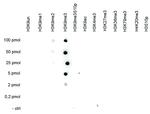 H3K9me3 Antibody in Dot Blot (DB)