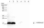 H3K9me3 Antibody in Western Blot (WB)