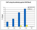 H3K79me3 Antibody in ChIP Assay (ChIP)