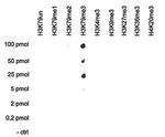 H3K79me3 Antibody in Dot Blot (DB)