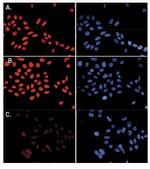 H3K79me3 Antibody in Immunocytochemistry (ICC/IF)