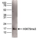 H3K79me3 Antibody in Western Blot (WB)