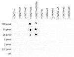 H3K27me3 Antibody in Dot Blot (DB)