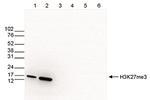 H3K27me3 Antibody in Western Blot (WB)