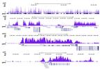 H3K79me1 Antibody in ChIP-Sequencing (ChIP-seq)