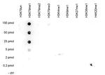 H3K79me1 Antibody in Dot Blot (DB)