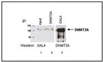 DNMT3A Antibody in Western Blot (WB)