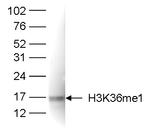 H3K36me1 Antibody in Western Blot (WB)