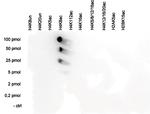 H4K8ac Antibody in Dot Blot (DB)