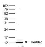 H4K8ac Antibody in Western Blot (WB)