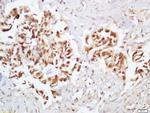 Phospho-Ep300 (Ser1834) Antibody in Immunohistochemistry (Paraffin) (IHC (P))