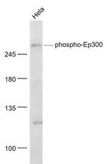 Phospho-Ep300 (Ser1834) Antibody in Western Blot (WB)