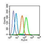 Phospho-IL-1R1 (Tyr496) Antibody in Flow Cytometry (Flow)