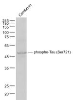 Phospho-Tau protein (Ser721) Antibody in Western Blot (WB)