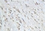 Phospho-MAP4 (Ser941) Antibody in Immunohistochemistry (Paraffin) (IHC (P))