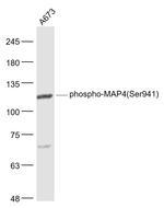 Phospho-MAP4 (Ser941) Antibody in Western Blot (WB)