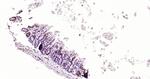 Beclin 1 Antibody in Immunohistochemistry (Paraffin) (IHC (P))