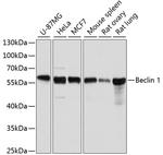 Beclin 1 Antibody in Western Blot (WB)