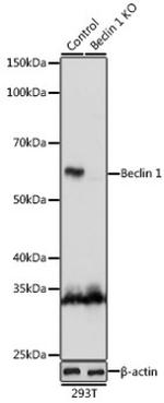 Beclin 1 Antibody in Western Blot (WB)