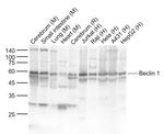 Beclin 1 Antibody in Western Blot (WB)