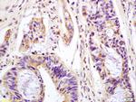 Phospho-MAPK11 (Thr180, Tyr182) Antibody in Immunohistochemistry (Paraffin) (IHC (P))