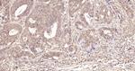 Phospho-NFKB1 (Ser337) Antibody in Immunohistochemistry (Paraffin) (IHC (P))