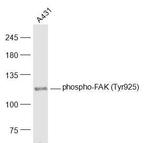 Phospho-FAK (Tyr925) Antibody in Western Blot (WB)