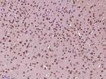 Phospho-AMPK alpha-1 (Thr198) Antibody in Immunohistochemistry (Paraffin) (IHC (P))