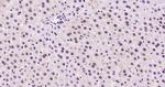 Phospho-AMPK alpha-1 (Thr198) Antibody in Immunohistochemistry (Paraffin) (IHC (P))