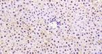 Phospho-AMPK alpha-1 (Thr198) Antibody in Immunohistochemistry (Paraffin) (IHC (P))