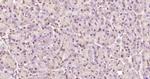 Phospho-AMPK alpha-1 (Thr198) Antibody in Immunohistochemistry (Paraffin) (IHC (P))