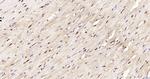 Phospho-AMPK alpha-1 (Thr198) Antibody in Immunohistochemistry (Paraffin) (IHC (P))