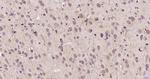 Phospho-AMPK alpha-1 (Thr198) Antibody in Immunohistochemistry (Paraffin) (IHC (P))