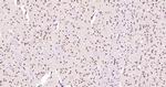 Phospho-AMPK alpha-1 (Thr198) Antibody in Immunohistochemistry (Paraffin) (IHC (P))