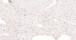 Phospho-AMPK alpha-1 (Thr198) Antibody in Immunohistochemistry (Paraffin) (IHC (P))