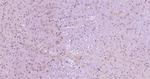 Phospho-PI3KCA (Tyr317) Antibody in Immunohistochemistry (Paraffin) (IHC (P))