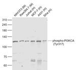 Phospho-PI3KCA (Tyr317) Antibody in Western Blot (WB)