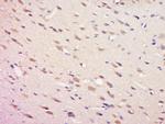 Phospho-SHP2 (Tyr81) Antibody in Immunohistochemistry (Paraffin) (IHC (P))