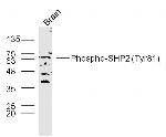 Phospho-SHP2 (Tyr81) Antibody in Western Blot (WB)