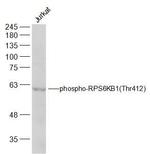 Phospho-RPS6KB1 (Thr412) Antibody in Western Blot (WB)