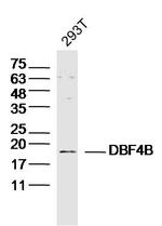 DBF4B Antibody in Western Blot (WB)