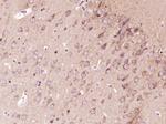 FGF20 Antibody in Immunohistochemistry (Paraffin) (IHC (P))